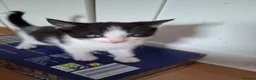 Mixed Breed cats for sale: Kittens for sale - Advert 15
