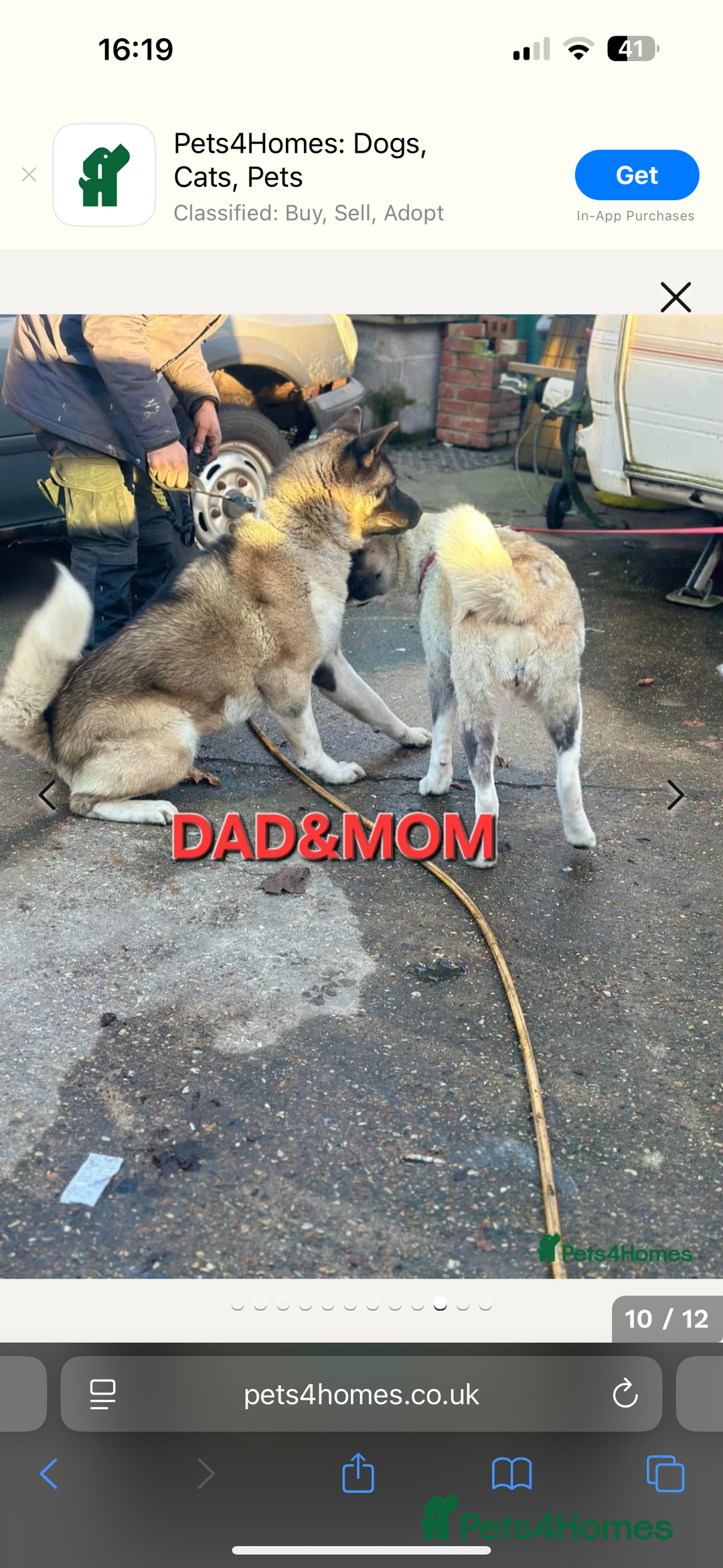 Akita dogs for sale: Female Akita puppy - Advert 5