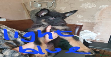 German Shepherd dogs - Advert 5