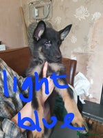 German Shepherd dogs - Advert 5