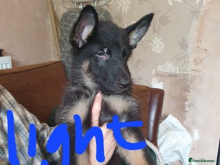 German Shepherd dogs - Advert 10