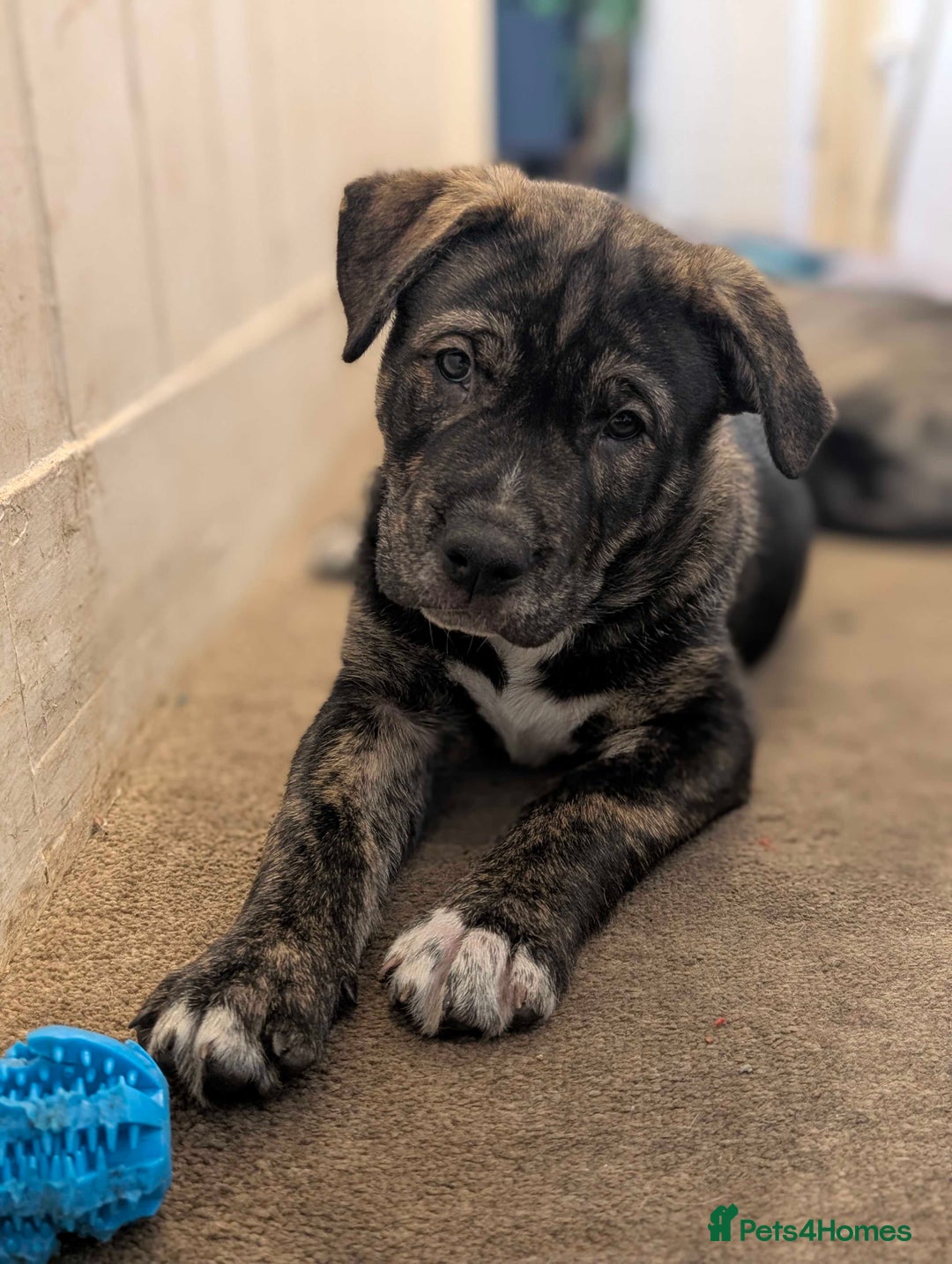 Mixed Breed dogs for sale: Two beautiful Staffy x Husky puppies  - Image 18