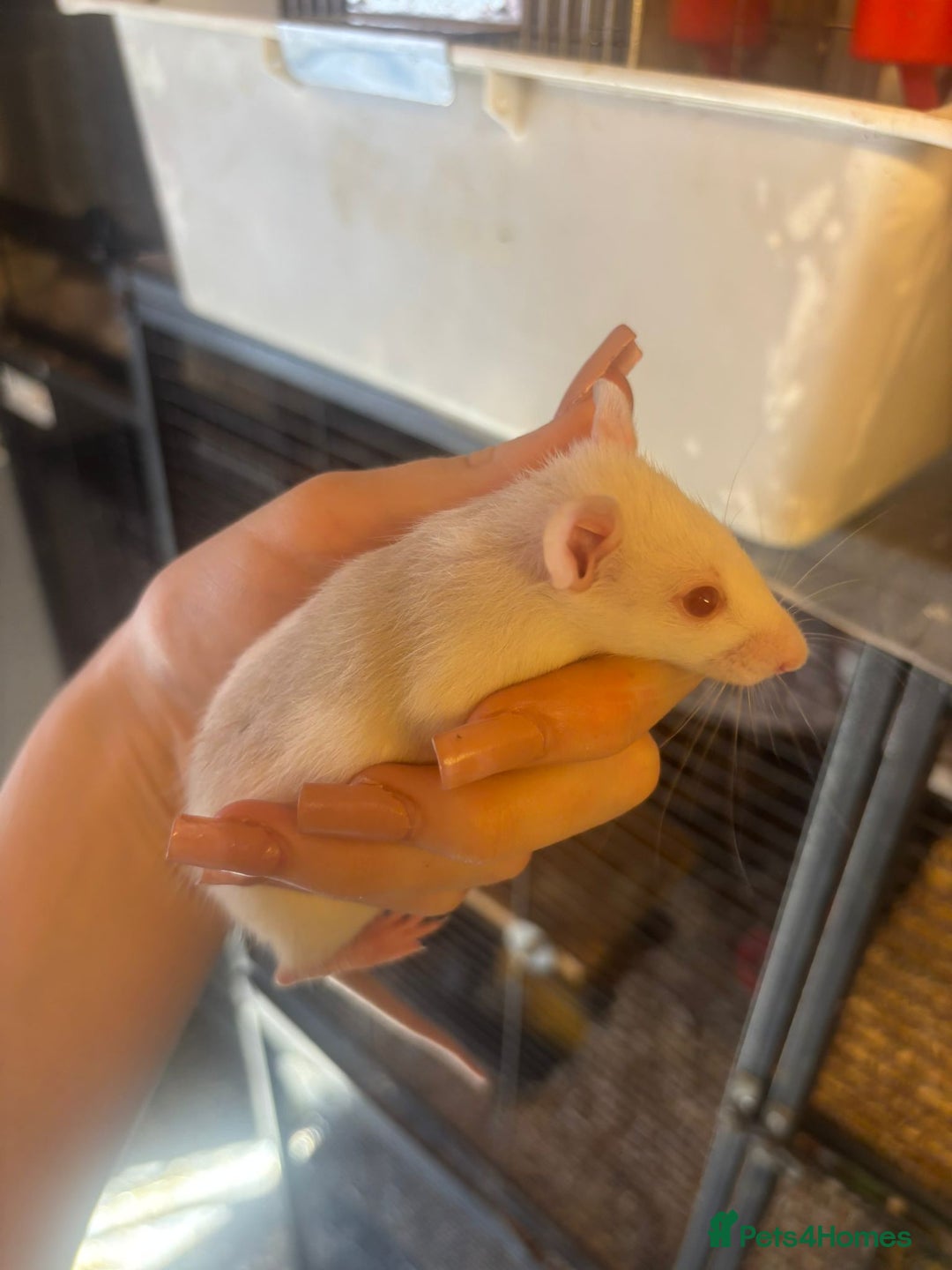 Rat rodents for sale: Babies rats, rex, dumbos and fancy - Image 6
