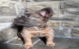 French Bulldog dogs for sale: 4 Fluffy French Bulldogs FOR SALE  - Image 8