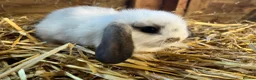 Mini Lop rabbits for sale: Gorgeous pure Mini lops and mini lion lops  - Advert 13