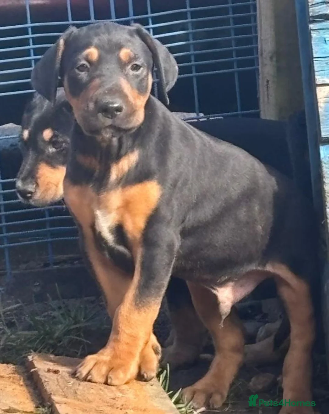 Mixed Breed dogs for sale: Lurcher x dobermen in Doncaster - Advert 23