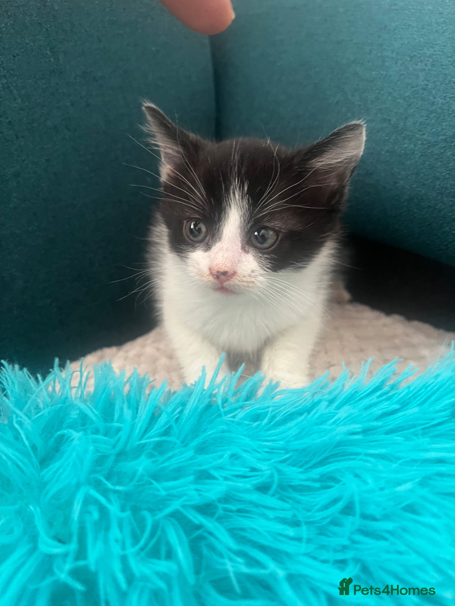 Mixed Breed cats beautiful boy - Advert 1