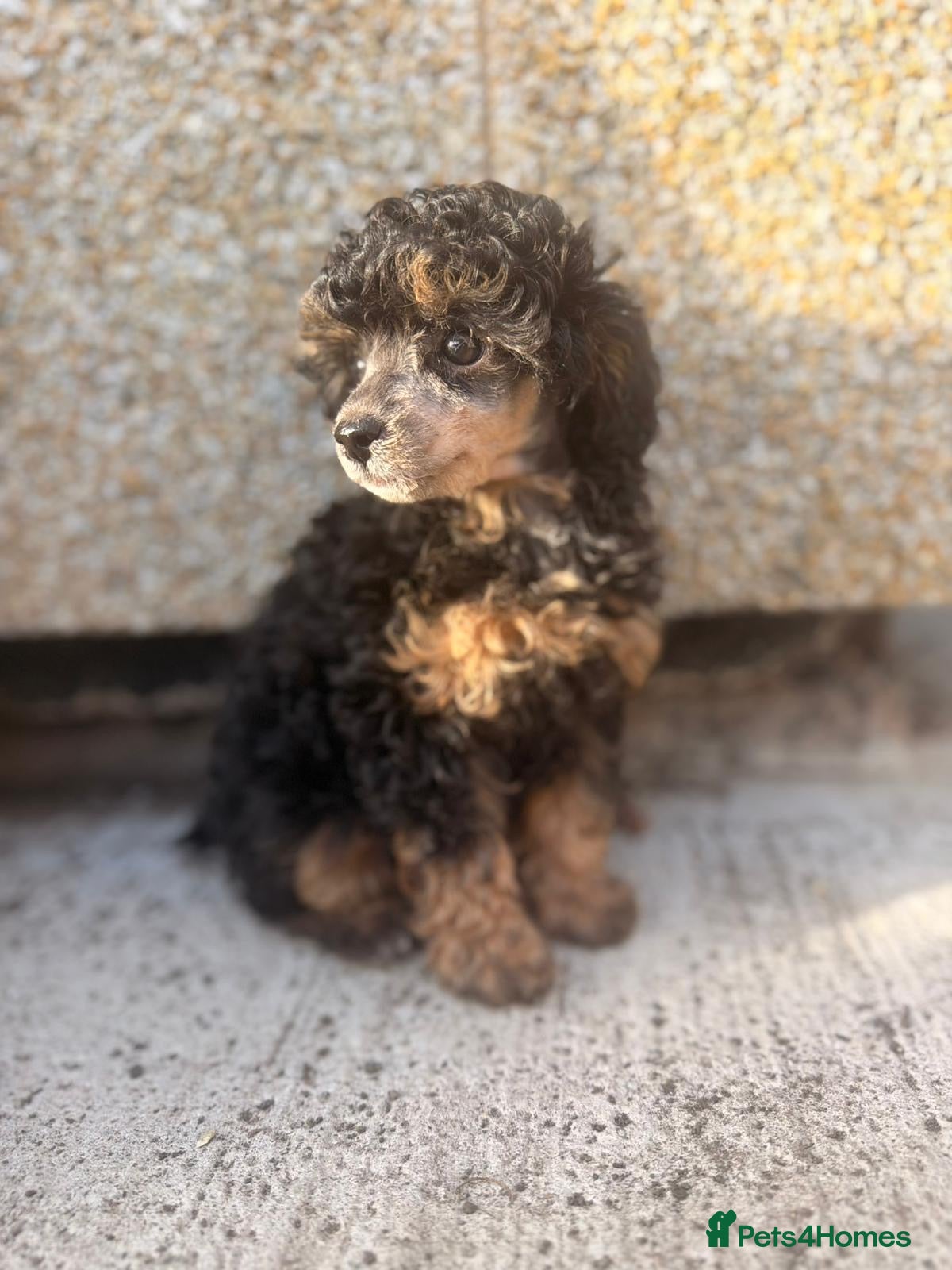 Toy Poodle dogs Toy poodles - Advert 6