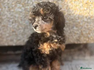 Toy Poodle dogs Toy poodles - Advert 6