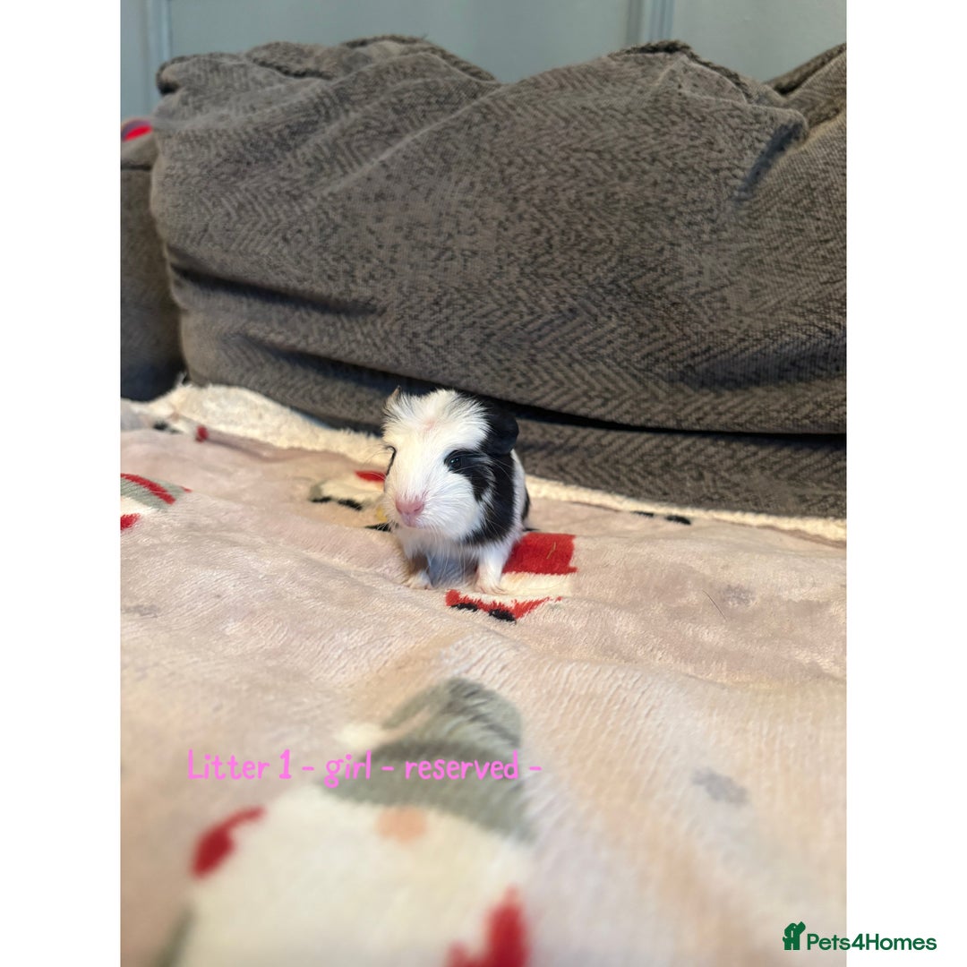 Guinea Pig rodents for sale: Beautiful baby guniea pig for sale Girls & Boys - Advert 2