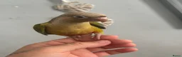 Conures birds for sale: Hand reared conures  - Advert 3