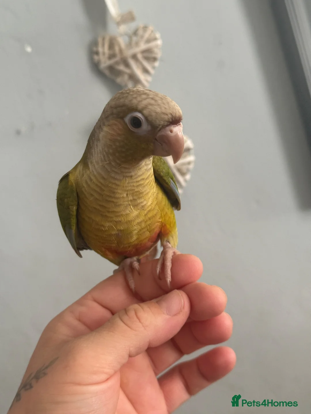 Conures birds for sale: ❌now sold follow fb page to see new ones❌ - Advert 1