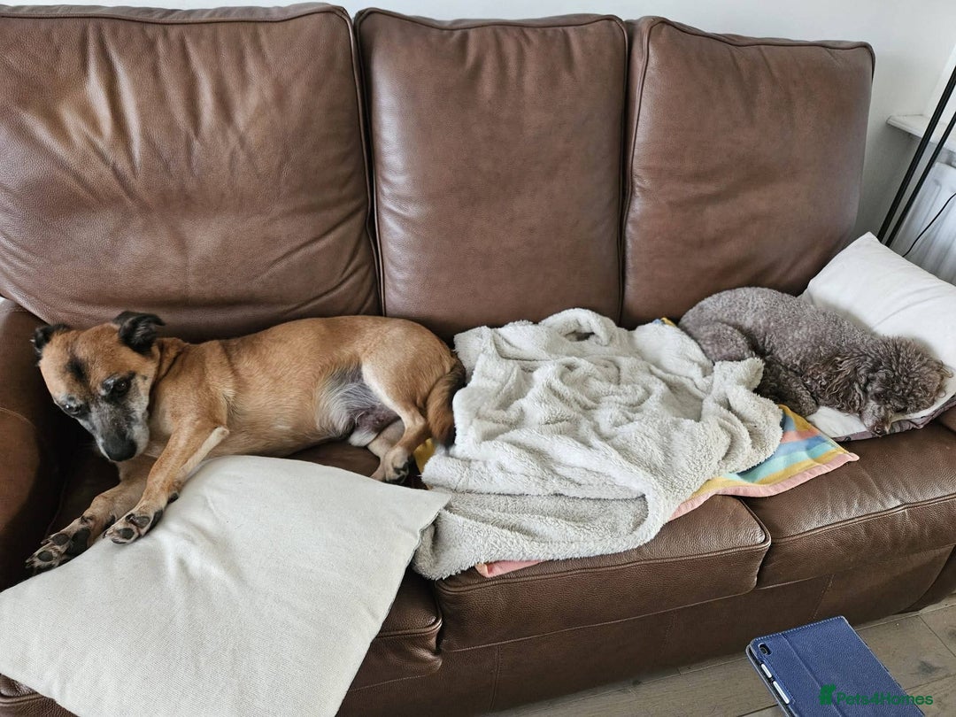 Mixed Breed dogs for adoption: Meet Archie, currently residing in East Sussex - Advert 6