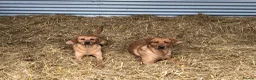 Labrador Retriever dogs for stud: “Yellow Valey”  in Cheltenham - Advert 32