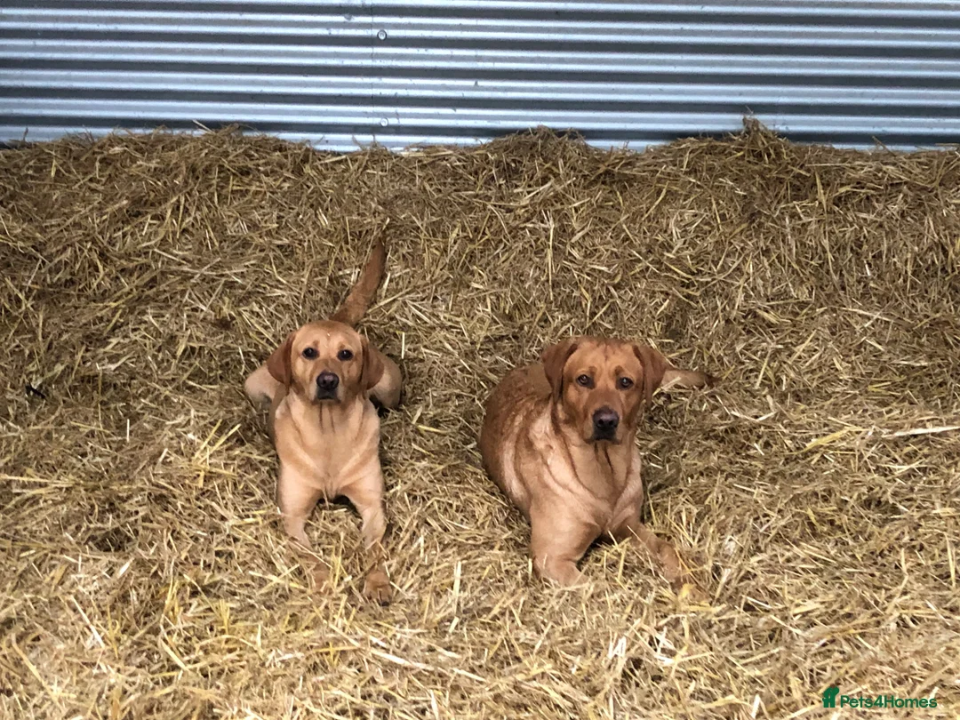 Labrador Retriever dogs for stud: “Yellow Valey”  in Cheltenham - Advert 32