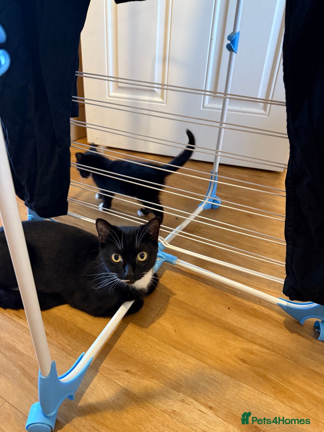 Mixed Breed cats for sale: 🤩🤩 10 beautifull fur babies 🤩🤩 - Advert 3