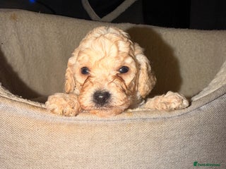 Cockapoo dogs 5 F2 Toy cockapoo pups 🩵 - Advert 13