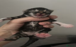 British Shorthair cats for sale: 5 kittens for forever homes (2 girls left) - Image 1