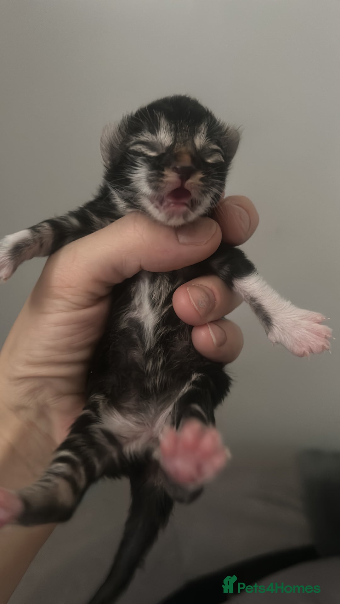 British Shorthair cats for sale: 5 kittens for forever homes (2 girls left) - Image 1
