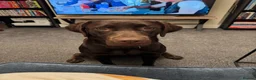 Labrador Retriever dogs for sale: Chocolate Labrador in Hull - Advert 1