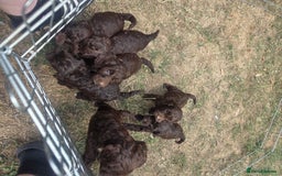 Cockapoo dogs for sale: Gorgeous Cockerpoo puppies  - Image 7