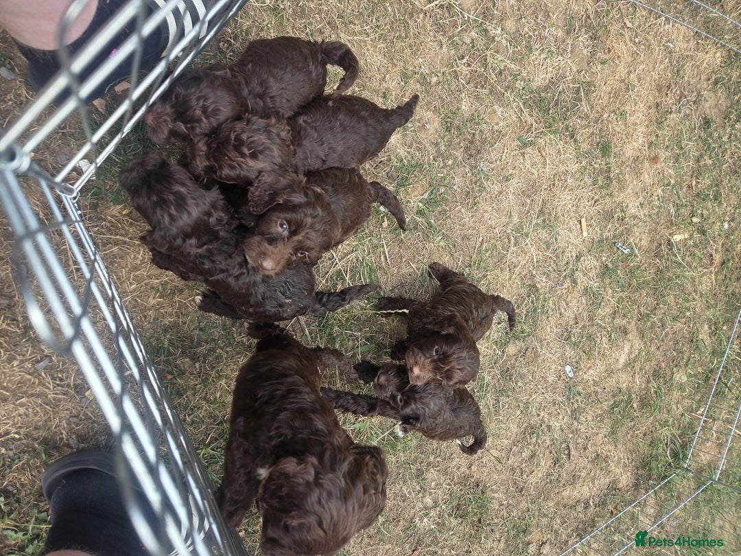 Cockapoo dogs for sale: Gorgeous Cockerpoo puppies  - Image 7