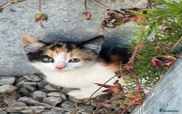 Mixed Breed cats for sale: Gorgeous kittens for Sale - Image 8