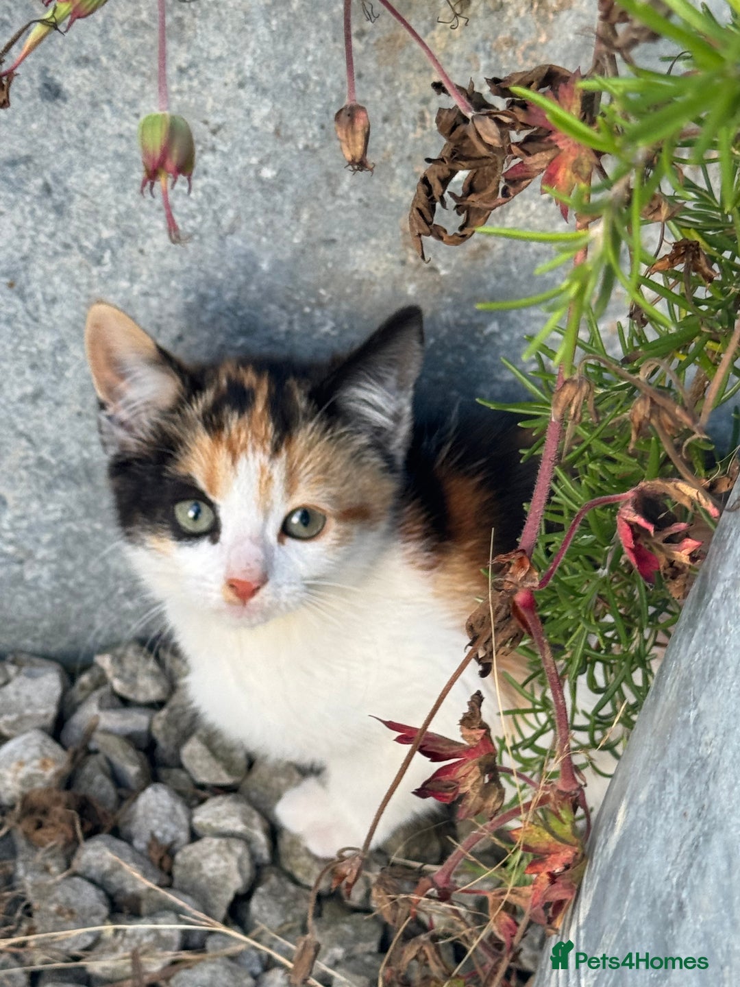 Mixed Breed cats for sale: Gorgeous kittens for Sale - Image 8
