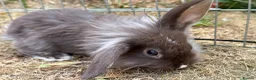 Mini Lop rabbits for sale: Rex/mini lop/mini lop x lion head bunnies. - Advert 15