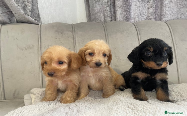 Cockapoo dogs - Advert 4