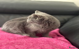 British Shorthair cats for sale: Stunning Blue BSH graded health checked female   in Stockport - Image 14