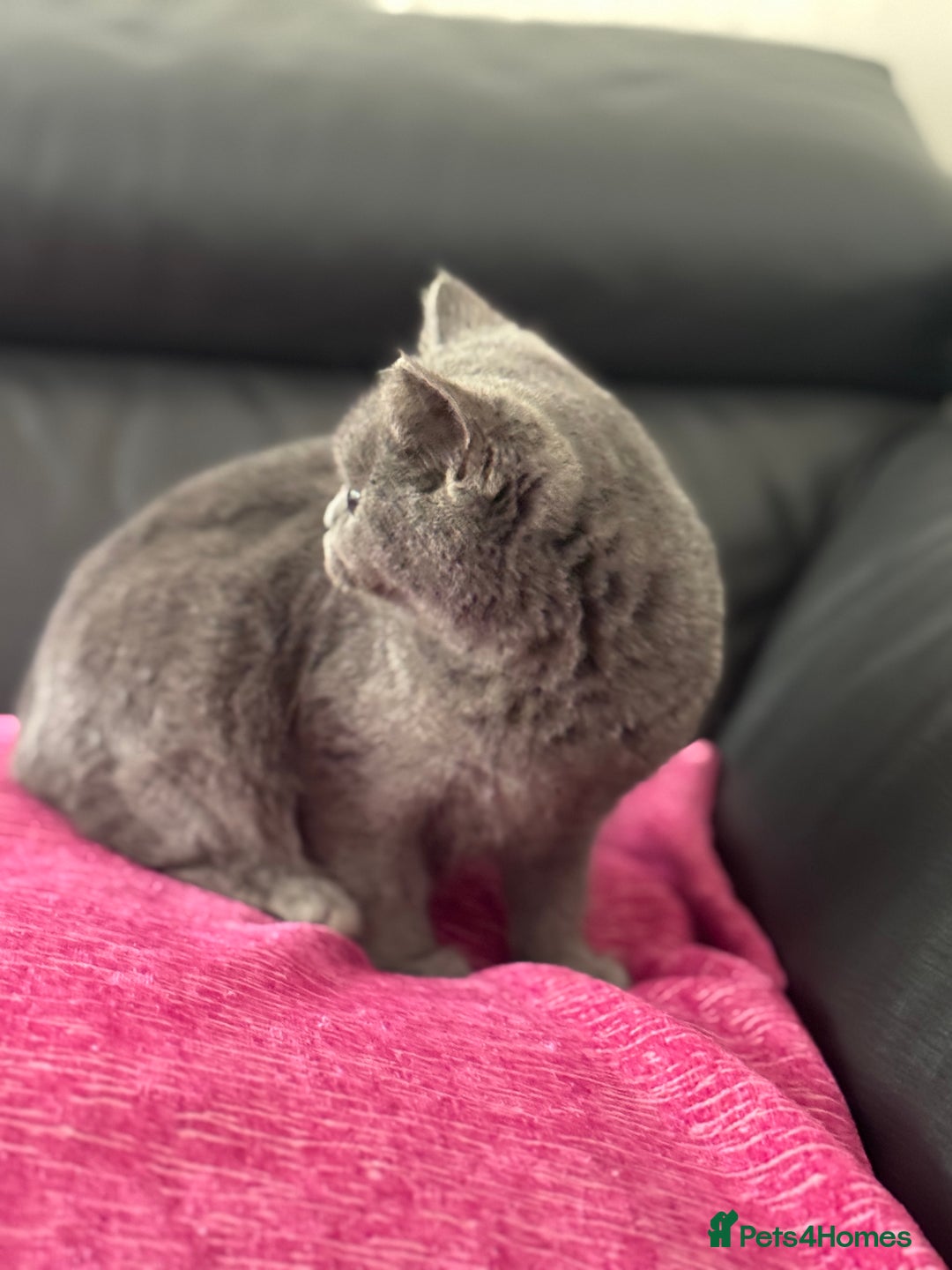 British Shorthair cats for sale: Stunning Blue BSH graded health checked female   in Stockport - Image 14