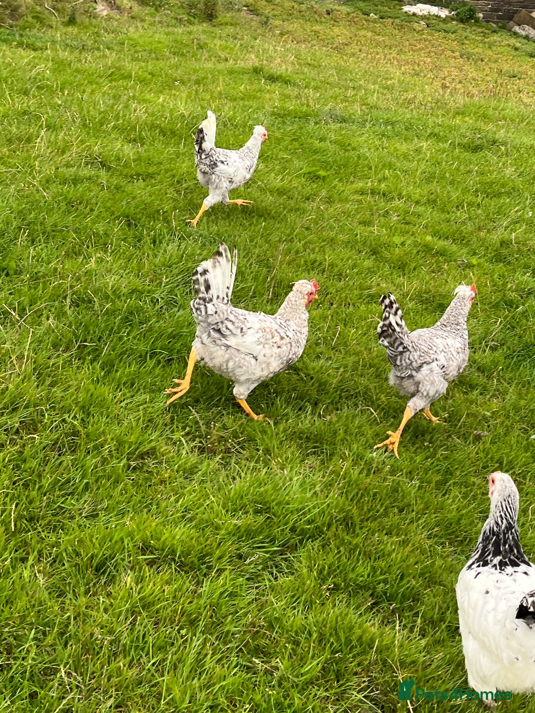 Chickens poultry for sale: Cream Legbar cockerels  - Image 3
