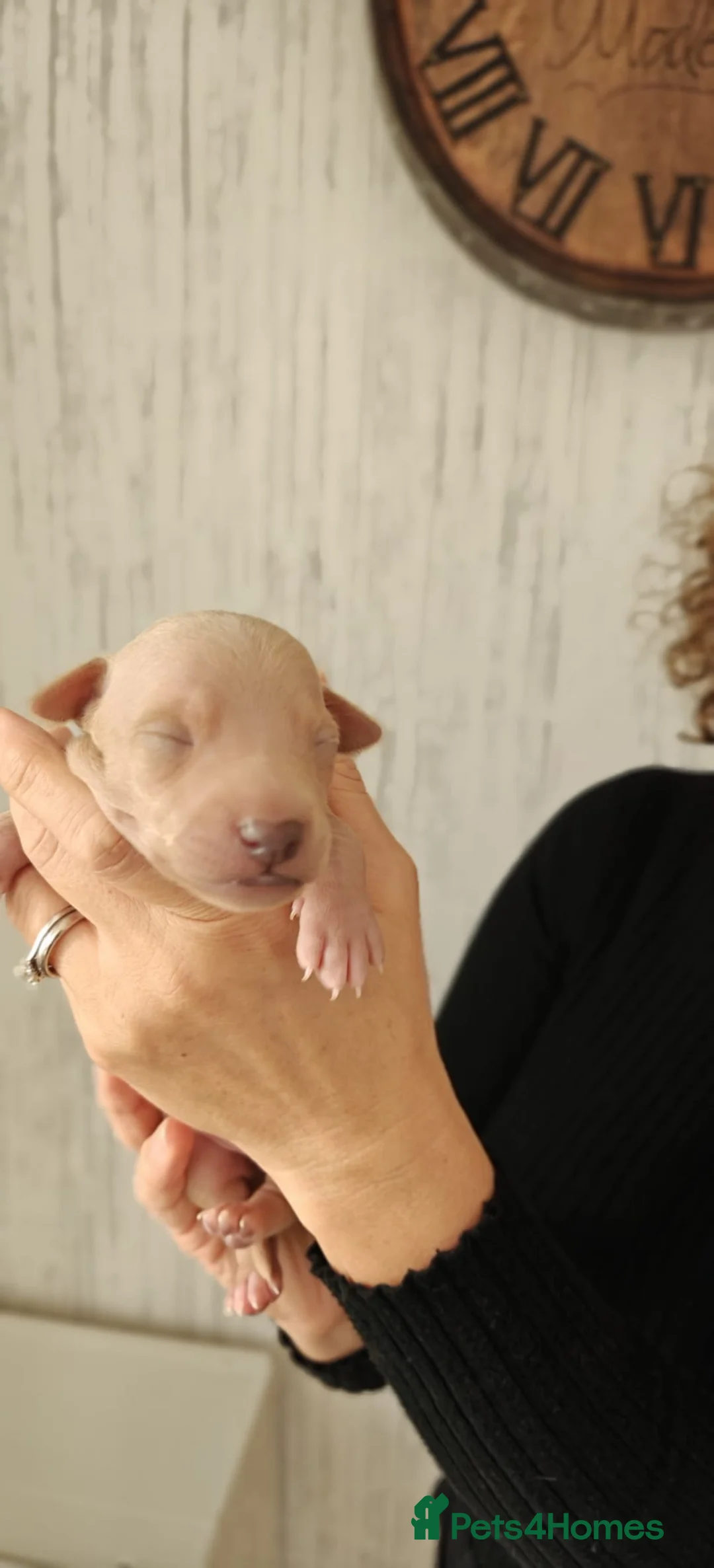 Italian Greyhound dogs for sale: KC Registered - European Lineage - Health Tested  - Advert 17