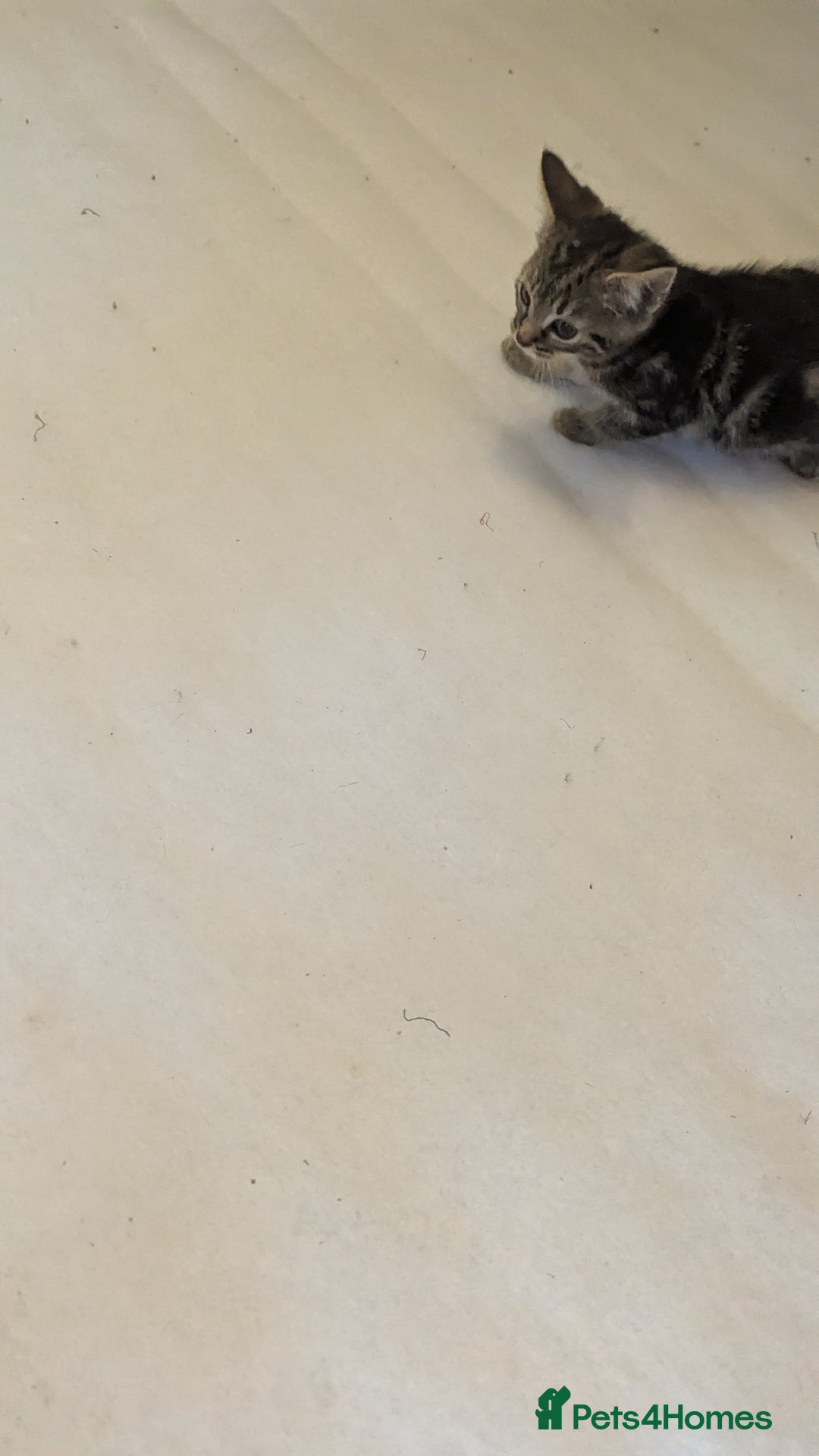 Mixed Breed cats for sale: Kittens for sale - Image 13