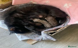 British Shorthair cats for sale: 5x British shorthair kittens for sale - Image 5