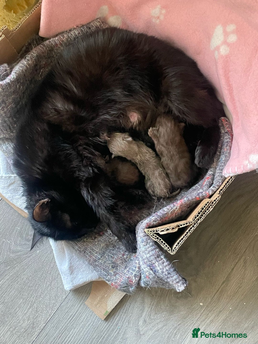 British Shorthair cats for sale: 5x British shorthair kittens for sale - Image 5