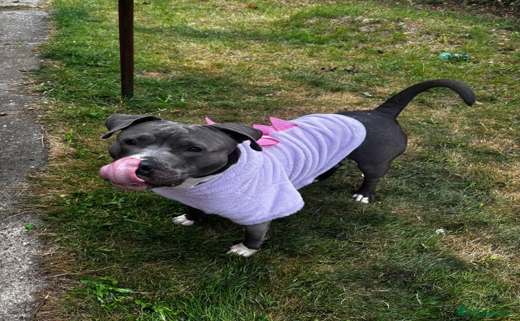 Staffordshire Bull Terrier dogs - Advert 1