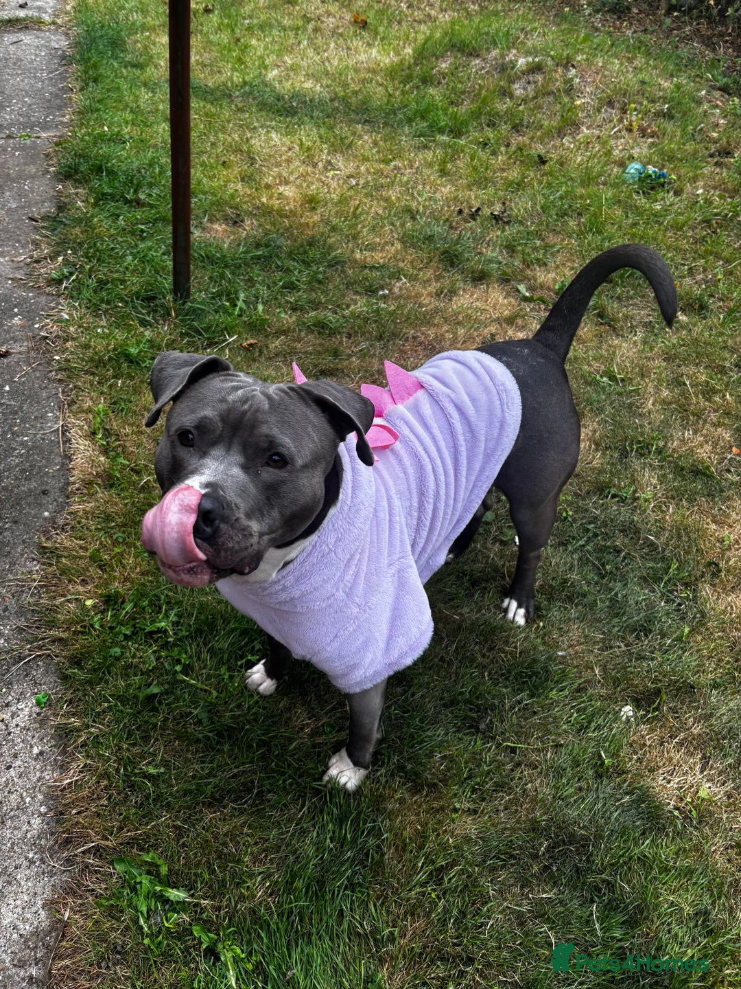 Staffordshire Bull Terrier dogs for sale: Pappy needds a new owner - Image 1