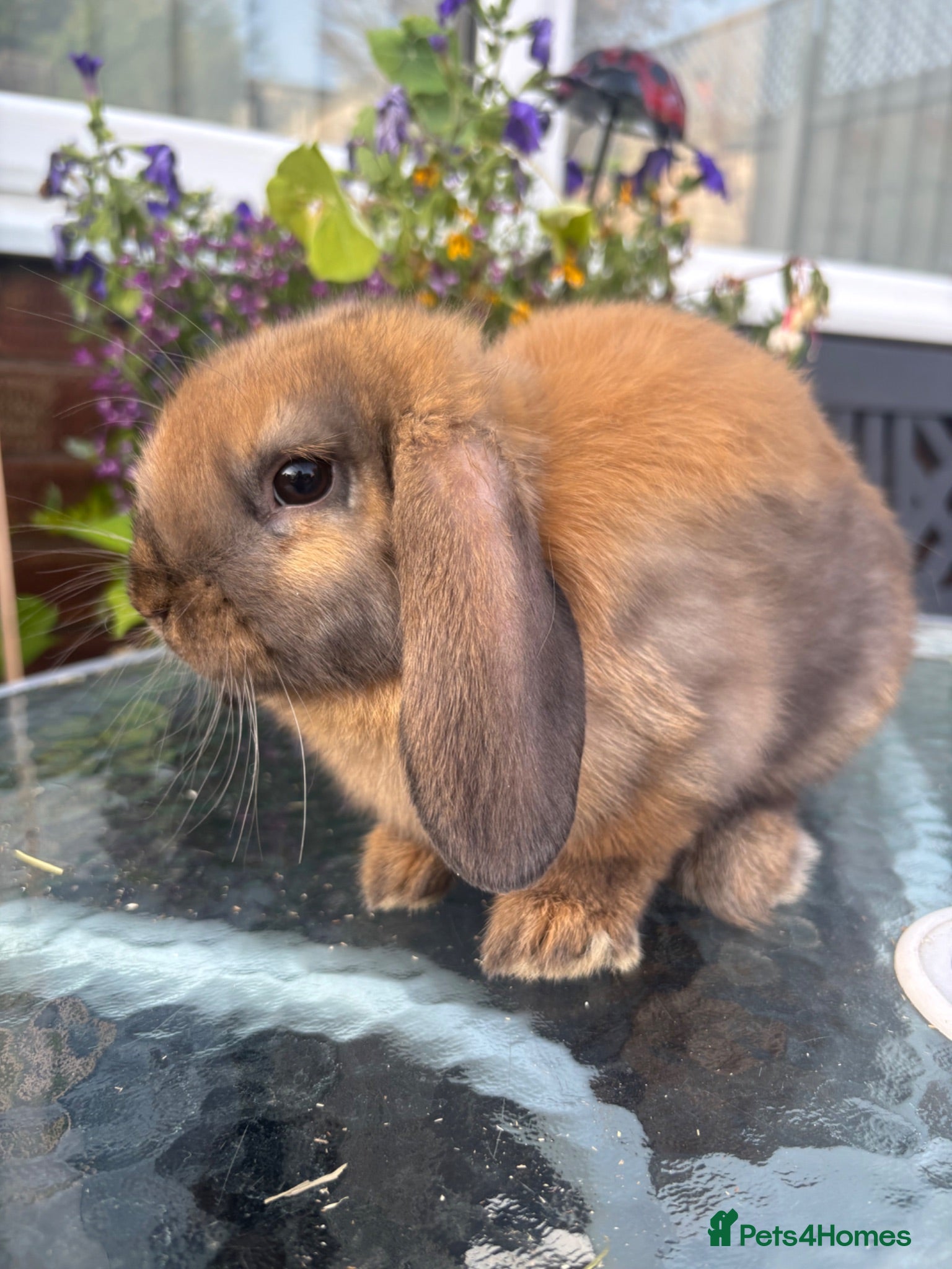 Mini Lop rabbits 1 black tort mini lop - Advert 1