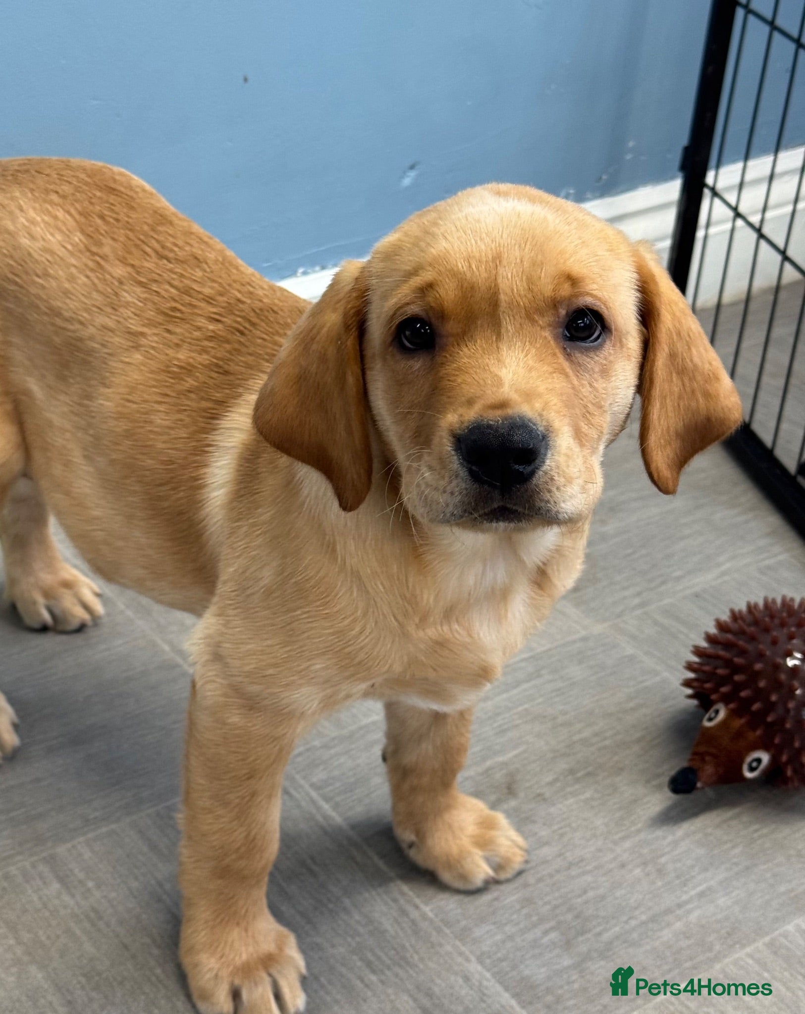 Labrador Retriever dogs Ready Boys - Fully health tested parents KC 💛🧡 - Advert 1