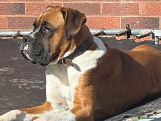 Boxer dogs for sale - Advert 1