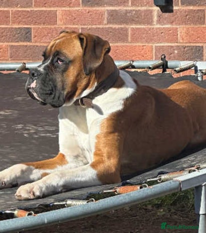 Boxer dogs - Advert 1