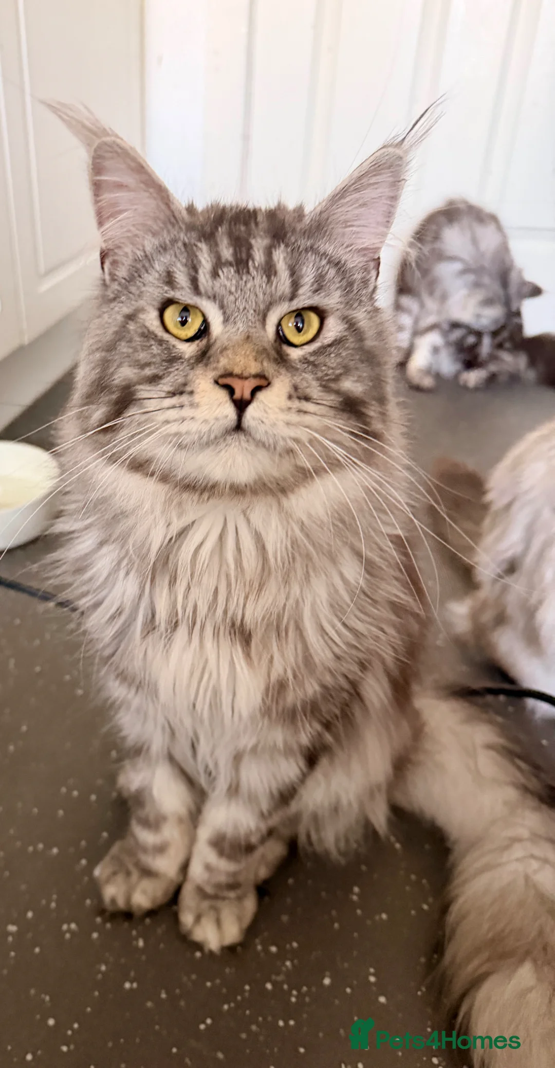 Maine Coon cats for sale: Beautiful Maine coons  - Advert 2