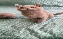 British Shorthair cats for sale: Pure breed British shorthair blue &  golden kitten - Image 5