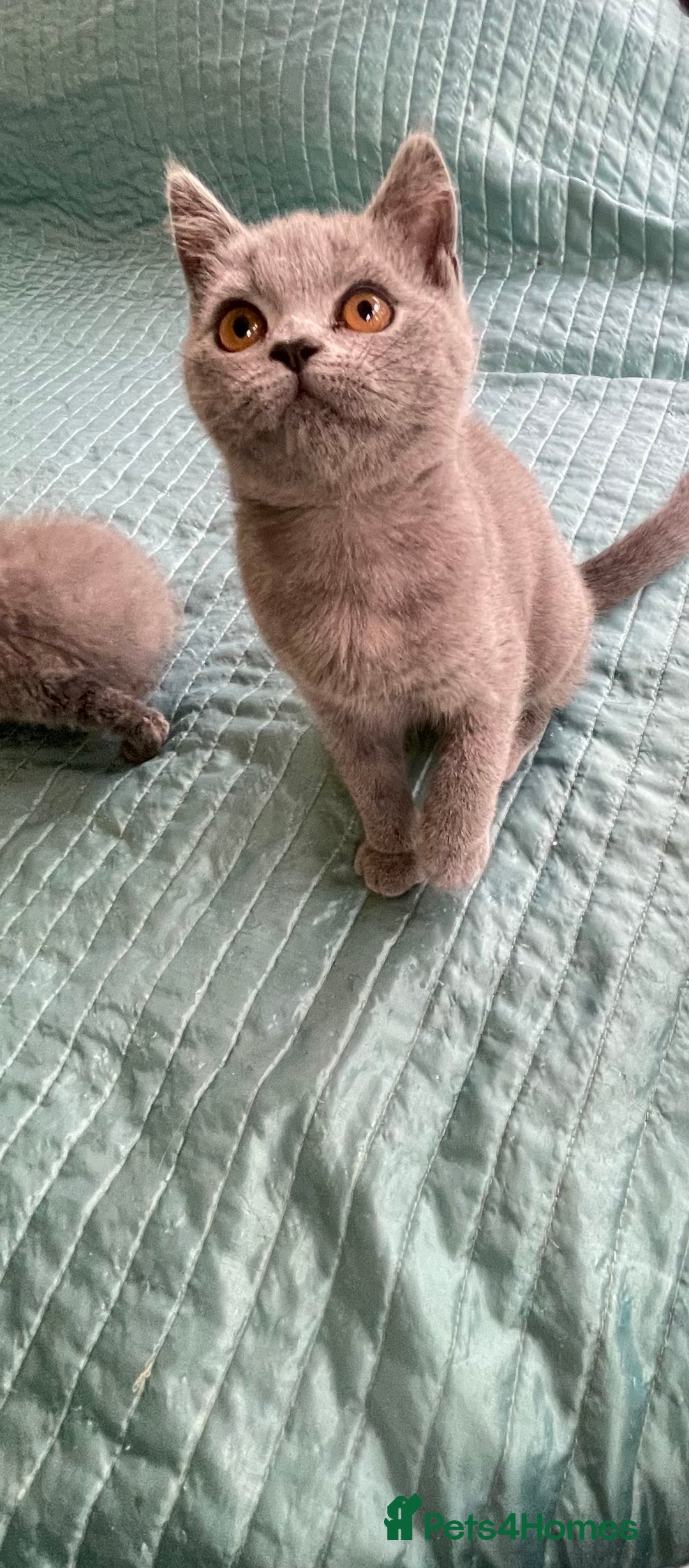 British Shorthair cats for sale: Pure breed British shorthair blue &  golden kitten - Image 5