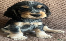 Cocker Spaniel dogs for sale: KC REG SHOW TYPE COCKER SPANIELS  - Image 11