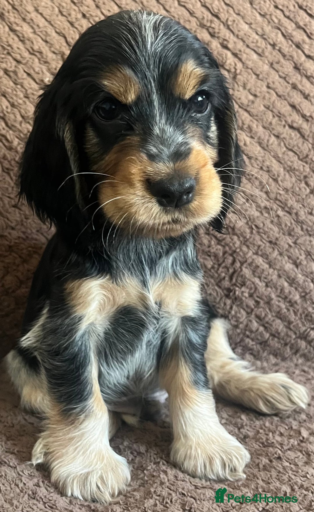 Cocker Spaniel dogs for sale: KC REG SHOW TYPE COCKER SPANIELS  - Image 11
