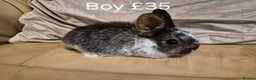 Mini Lop rabbits for sale: 4 Cute Baby Mini Lop X Rabbits - Advert 5