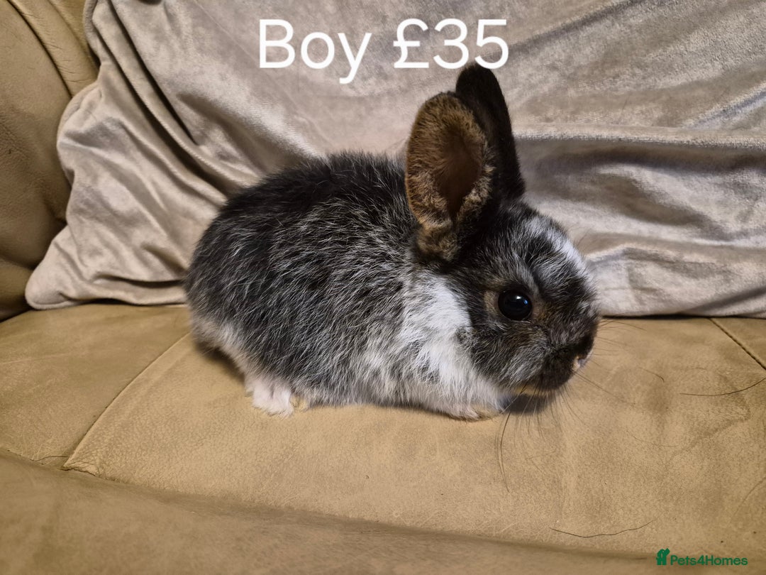 Mini Lop rabbits for sale: 4 Cute Baby Mini Lop X Rabbits - Advert 5